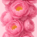 Body Splash Mystic Bloom Skelt - 100ml